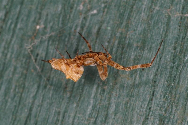 Uloborus_congregabilis_D7097_Z_89_Camping near sewage_Australie.jpg